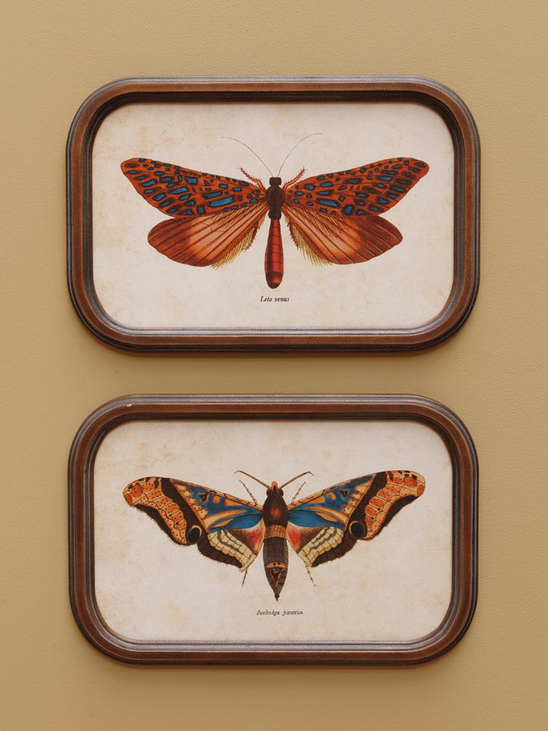 Set de 2 cadres Papillon | Curiosités