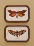 Set de 2 cadres Papillon | Curiosités