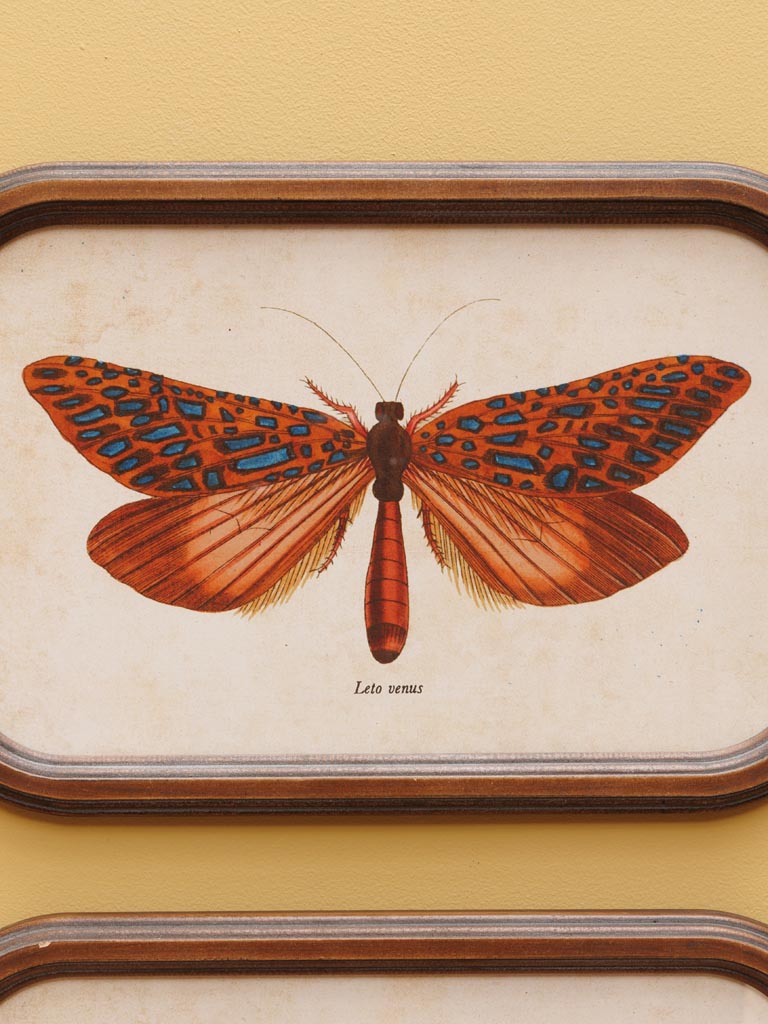 Set de 2 cadres Papillon | Curiosités
