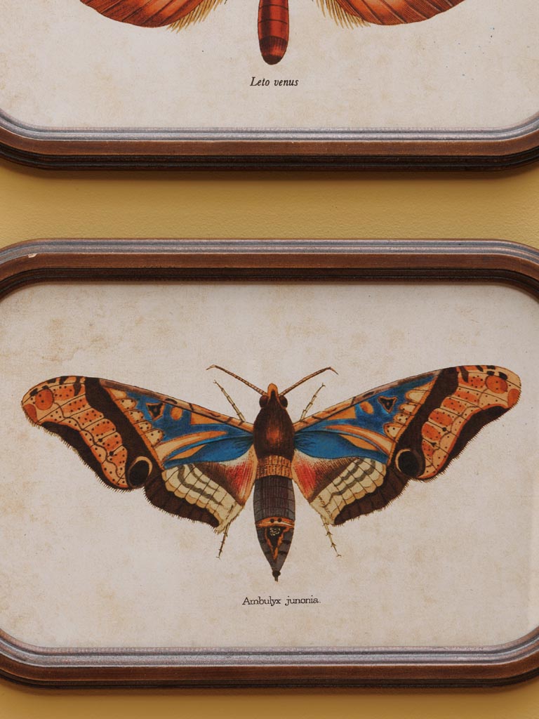 Set de 2 cadres Papillon | Curiosités